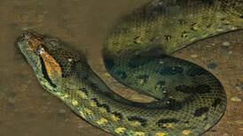 Encuentran en el Amazonas a la especie de anaconda más grande del mundo