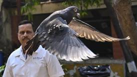 Liberan paloma que estuvo detenida ocho meses bajo sospecha de espiar para China