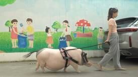 Mujer china compra un “minicerdo”, la estafan y ahora tiene uno de 150 kilos