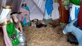 En pleno pesebre, perrita sin hogar dio a luz a 7 cachorros y se adelantó al niño Jesús