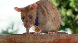VIDEO: ¡Sorprendente! Estas ratas podrían convertirse en heroínas salvando a miles de personas