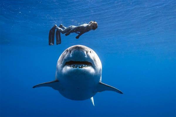Escena sangrienta: Tiburón blanco decapita a buzo en costas de México