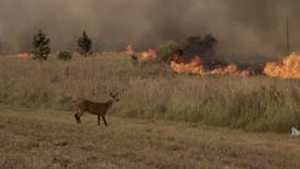 Dramáticas escenas de un ecosistema arrasado por las llamas en el Parque Nacional Iberá en Argentina