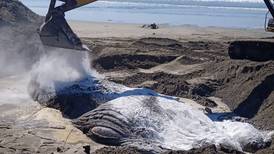 Entierro de ballena jorobada en playa de México desata polémica 