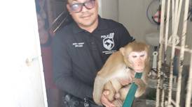 Autoridades capturan a un mono en los predios de residencial de Arecibo