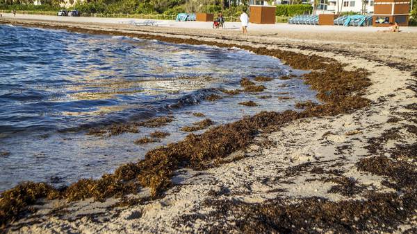 Enorme masa de sargazo viene de camino a las playas del Caribe 