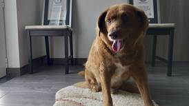 El perro más viejo del mundo fallece en Portugal a los 31 años