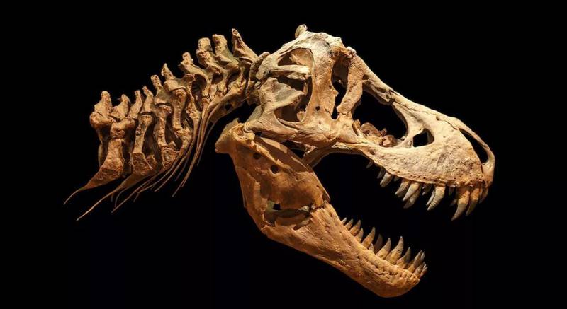 Los paleontólogos estiman que el T. rex más grande pudo haber pesado 33,000 libras. Imagen: Puwadol Jaturawutthichai/Alamy Stock Photo