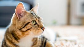 Un gato radioactivo causa alarma en Japón