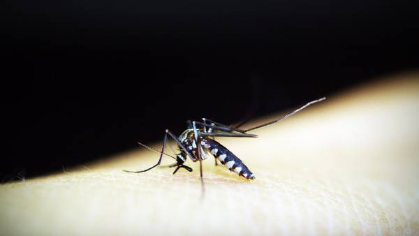 Alerta por alza en casos de dengue 