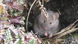 Buscan exterminar poblaciones de ratones en isla remota cerca de la Antártida 