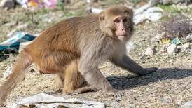 Llevar monos como mascotas a las SanSe va contra la ley, advierte DRNA