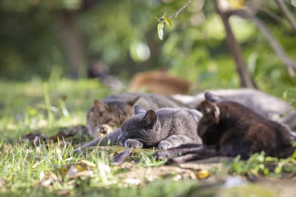 Realizarán “captura y remoción gradual” de gatos en Paseo del Morro