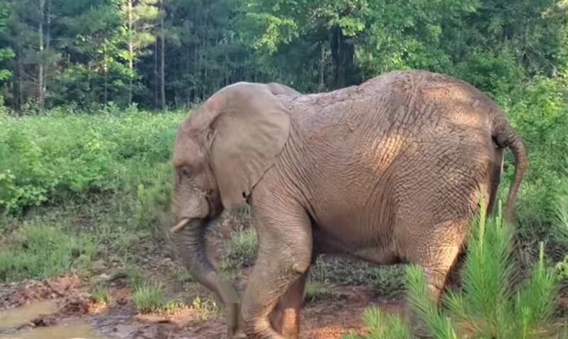 La elefanta ya lleva tres días en el santuario en Georgia.