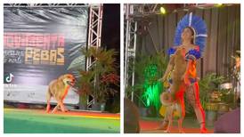 Perro interrumpe espectáculo de baile en Brasil y se roba las miradas de los espectadores 
