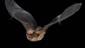 Muere de rabia niña mordida por un murciélago en México