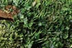 Briofitas: Pequeñas plantas con una gigante aportación a los bosques 