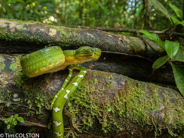 Catedrático del RUM publica análisis de serpientes y lagartos en revista Science