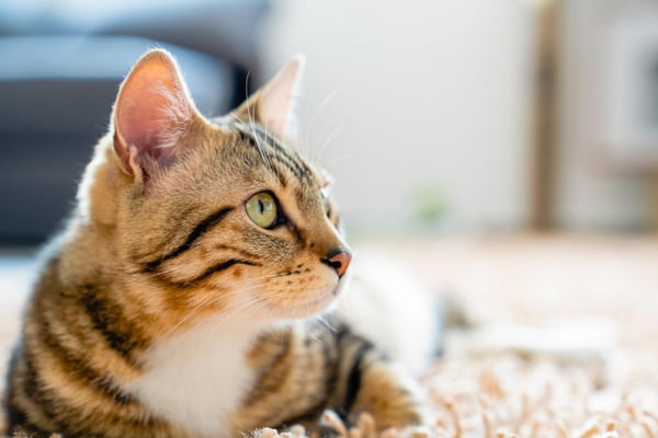 Un gato radioactivo causa alarma en Japón