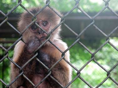 Presentan proyecto de ley para cerrar el zoológico de Mayagüez