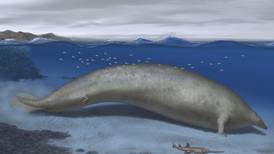 Ballena gigante que vivió hace casi 40 millones de años es el animal más pesado de la historia
