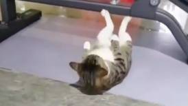 Video de un gato haciendo abdominales que tienes que ver