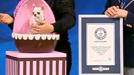 Conoce a Pearl, la perra que ostenta el Guinness World Records por ser la más pequeña del mundo