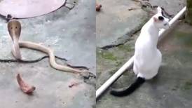 Gato impide que una cobra entre a su hogar en India