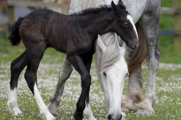 Senadora busca salvar fincas de crianza de caballos en Puerto Rico