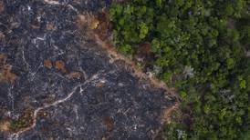 Amazonia registra enormes pérdidas y daños irreversibles en su vegetación