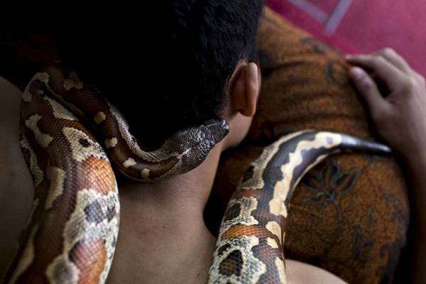 Niño de 5 años sobrevive al ataque de una serpiente pitón