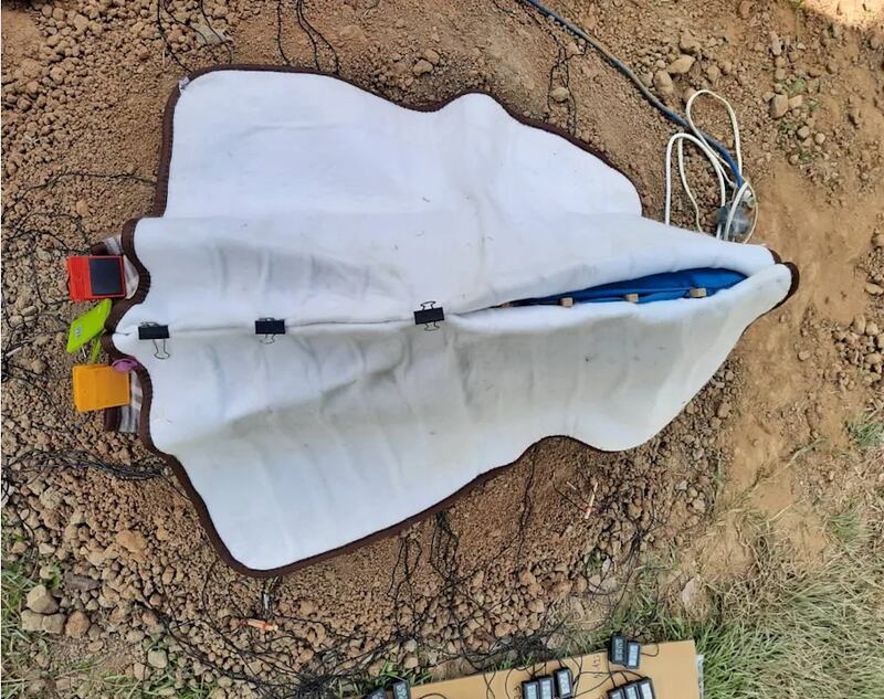 Investigadores descubrieron pruebas sorprendentes de que estas criaturas se valían de una combinación única de calor corporal y luz solar para incubar a sus crías. Foto: Chun-Yu Su.