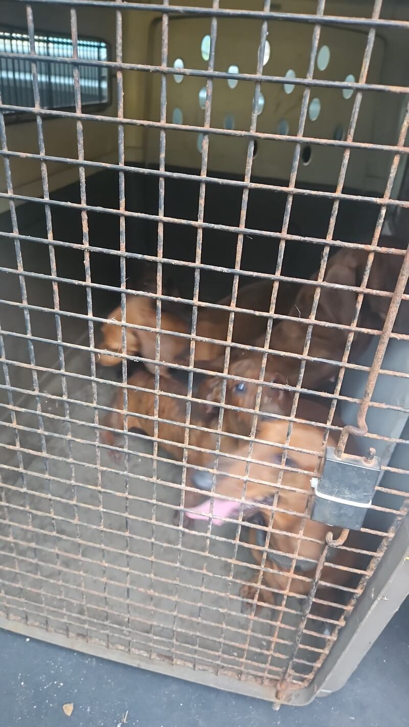 Policía rescata perros en abandono.