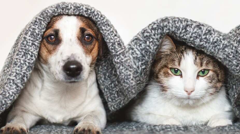 El maltrato animal será sancionado con cárcel o hasta 207 mil pesos de multa. (Cortesía)