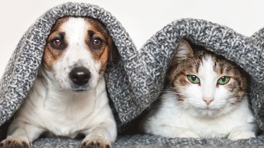 El maltrato animal será sancionado con cárcel o hasta 207 mil pesos de multa. (Cortesía)