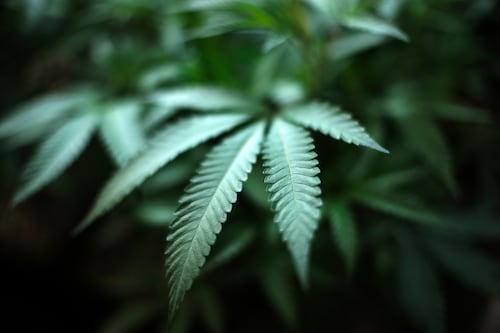 Partidarios de la marihuana creen que reclasificación federal ayudará a legalización estatal