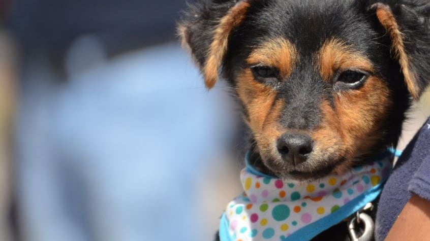 Secretaría de Bienestar Animal