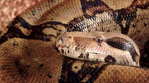 Sujeto utilizó una boa constrictora para promocionar una hostería en redes sociales.