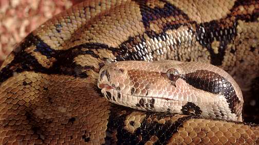 Sujeto utilizó una boa constrictora para promocionar una hostería en redes sociales.