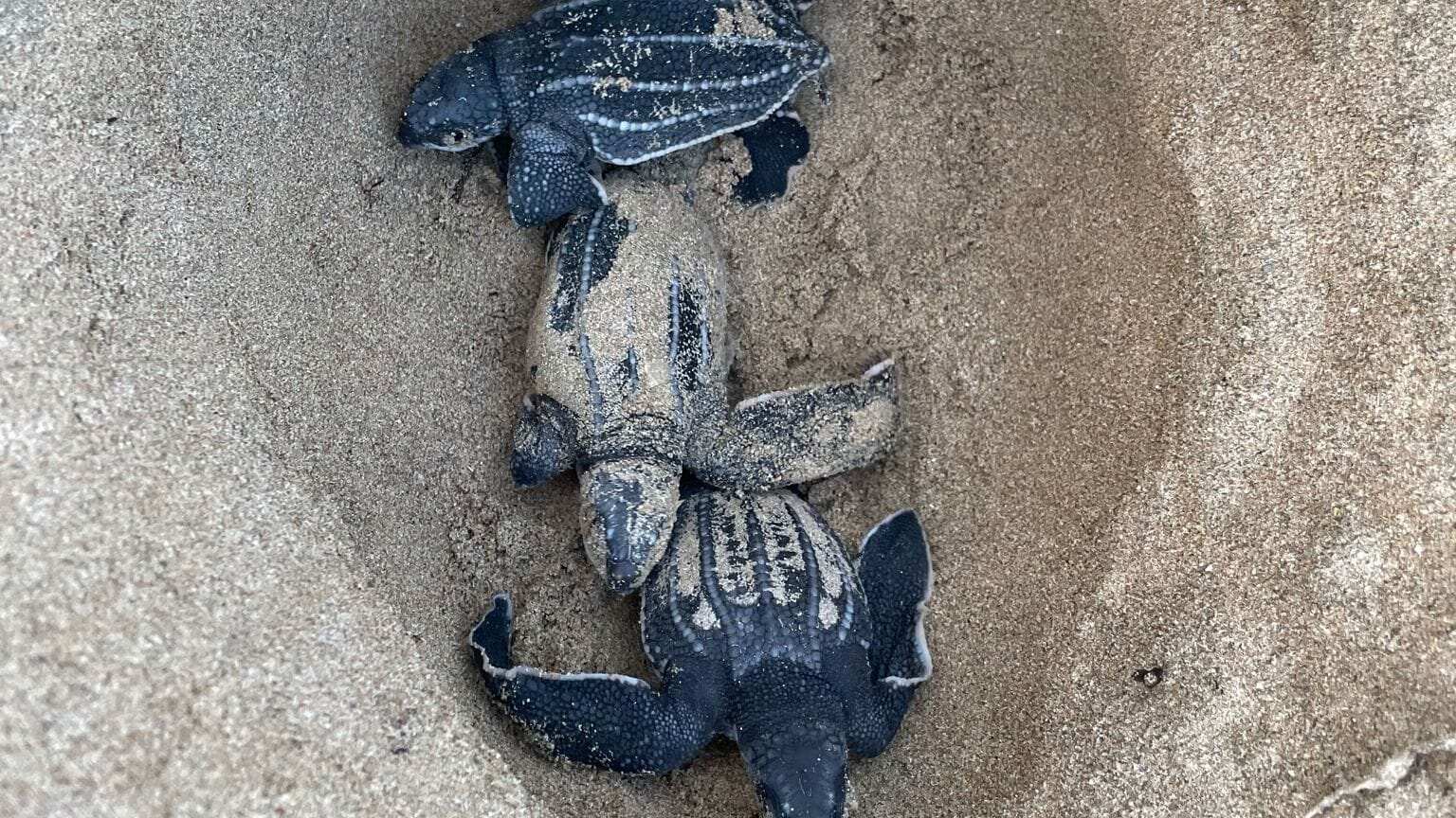 El grupo Tortugueros del Sur anuncia el nacimiento del primer nido de tinglares en Puerto Rico.