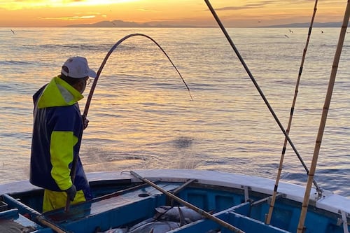 Anuncian $8.3 millones en fondos federales para conservación y pesca en Puerto Rico