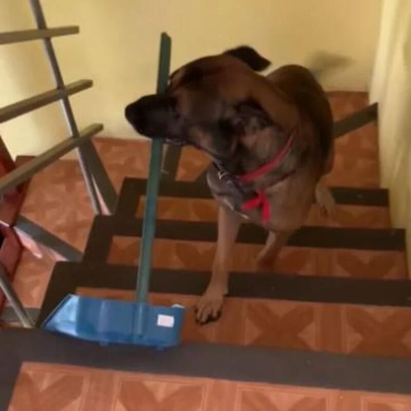 Una adorable mascota que ayuda en el hogar