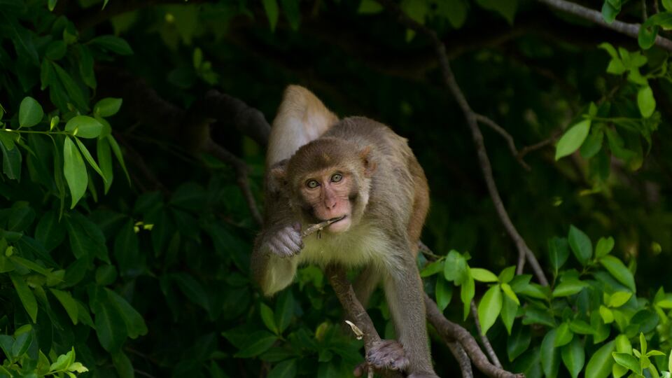 El Centro de Investigación de Primates del Caribe.