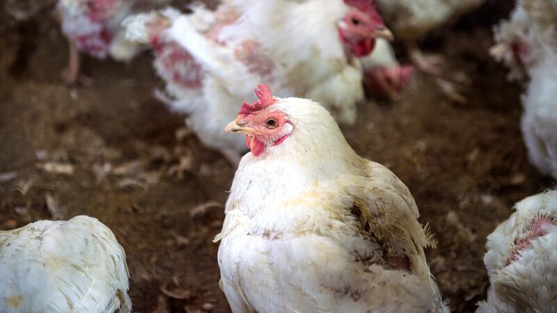 Se presentó el primer caso en humanos en México. (Dreamstime)