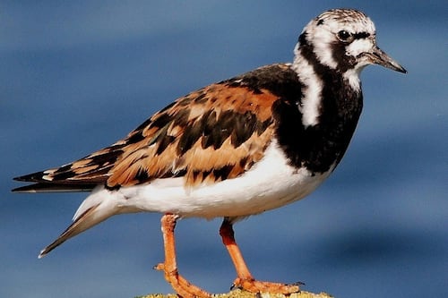 Científicos australianos documentan casos raros de cambio de sexo en aves