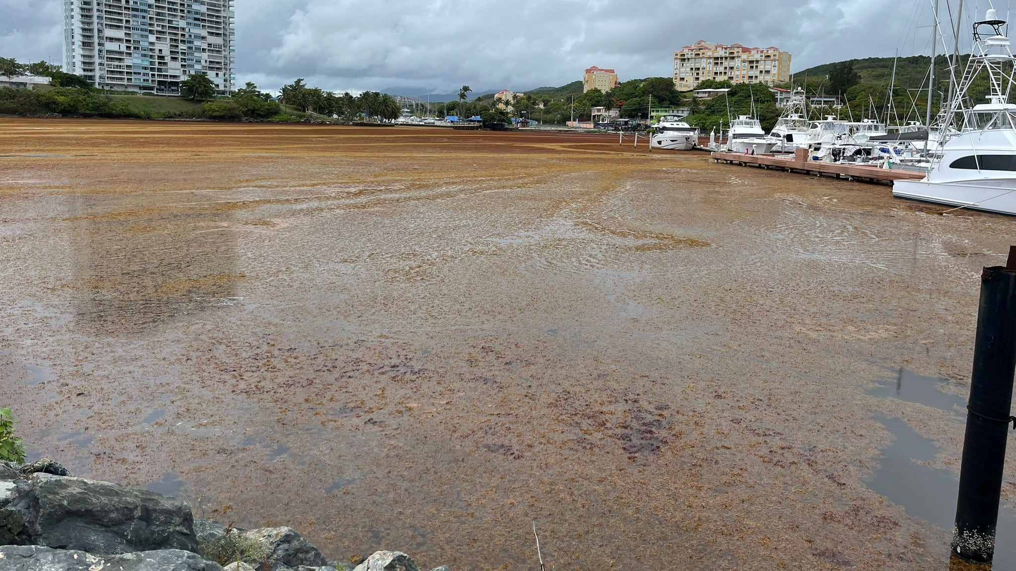 Una masa de sargazo en Villa Marina en Fajardo.