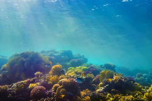 Científicos encuentran microplásticos dentro de criaturas en las partes más profundas del océano