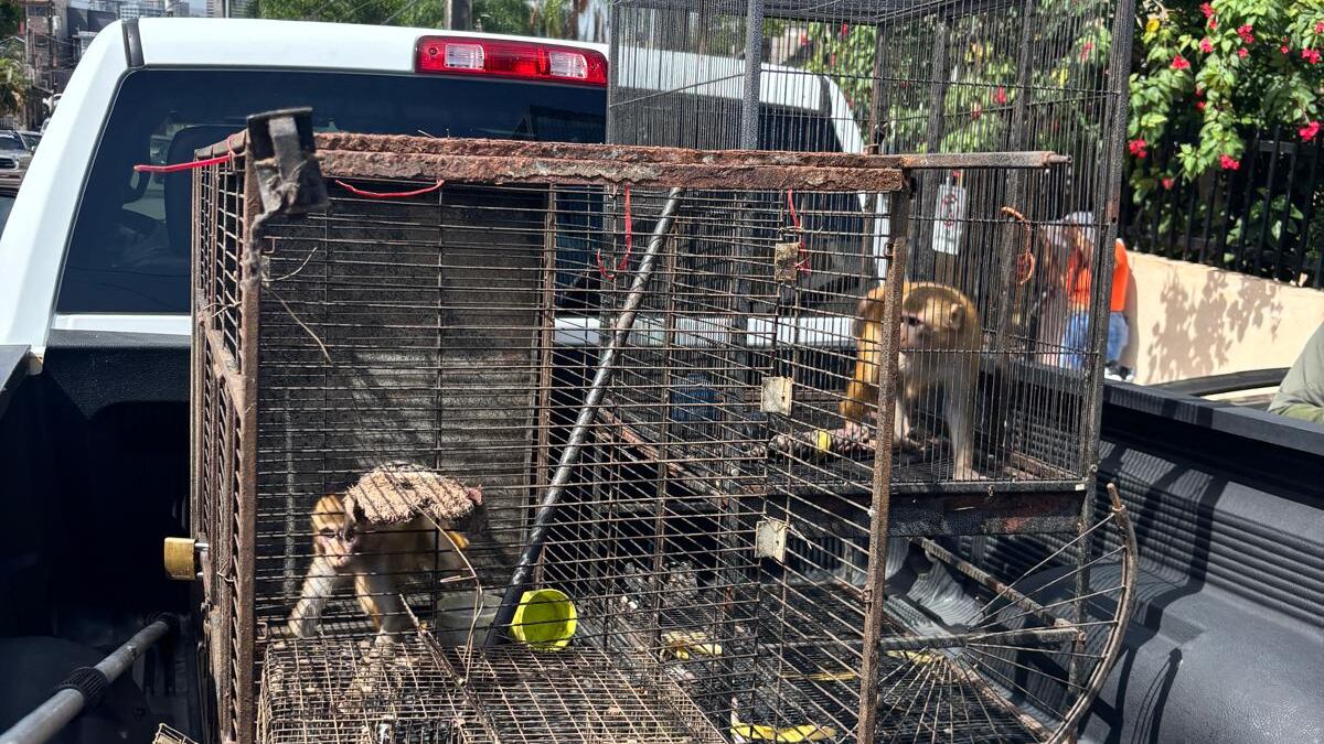 DRNA incauta dos monos en una residencia de San Juan.
