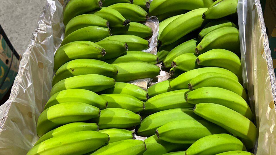 Departamento de Agricultura.