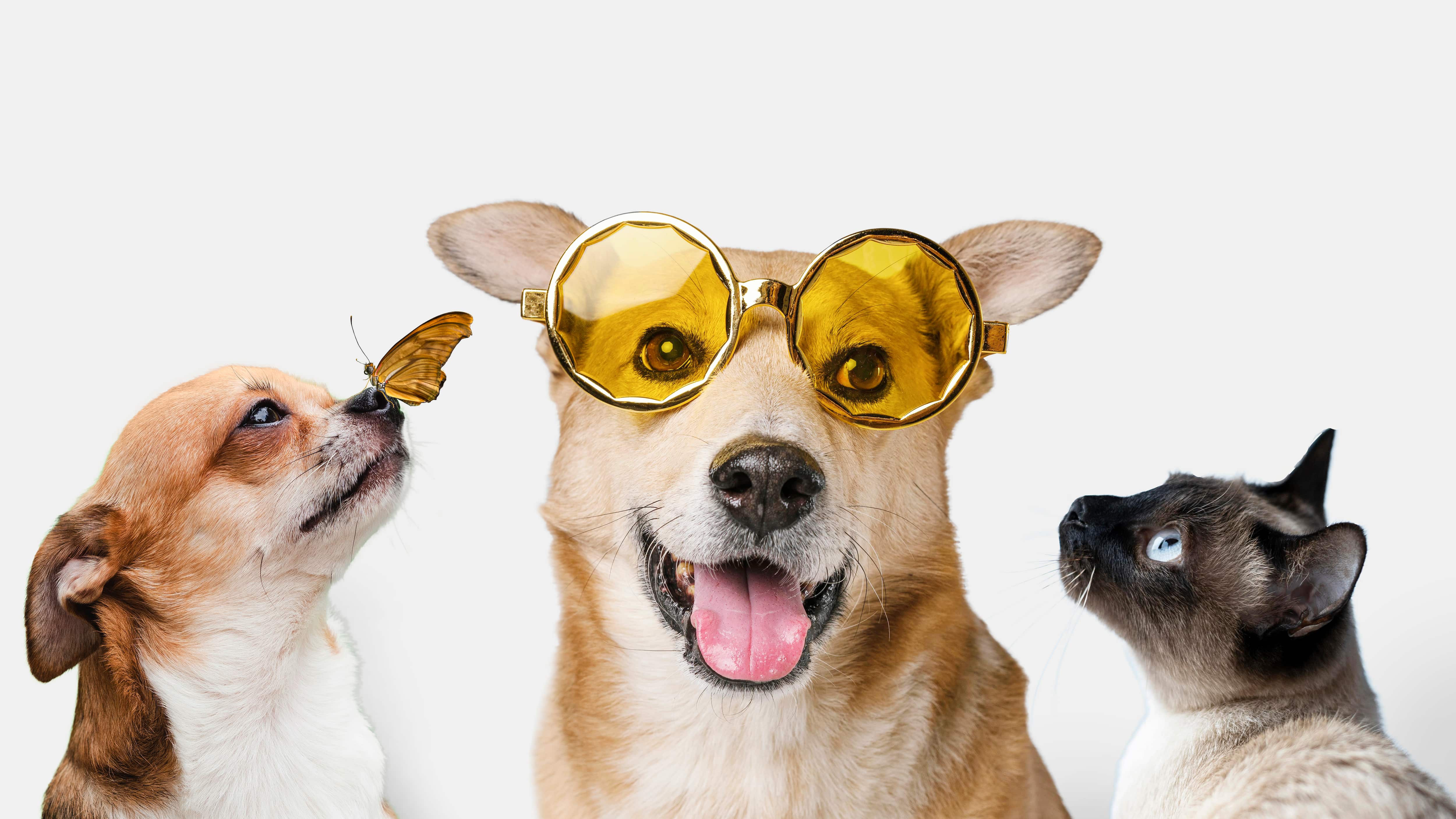 Alimentos que cuidan los ojos de su mascota